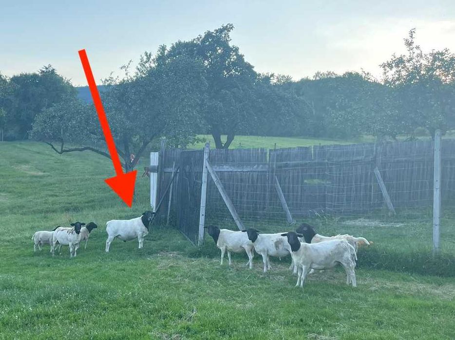 Dorper owce i barany Dorpery