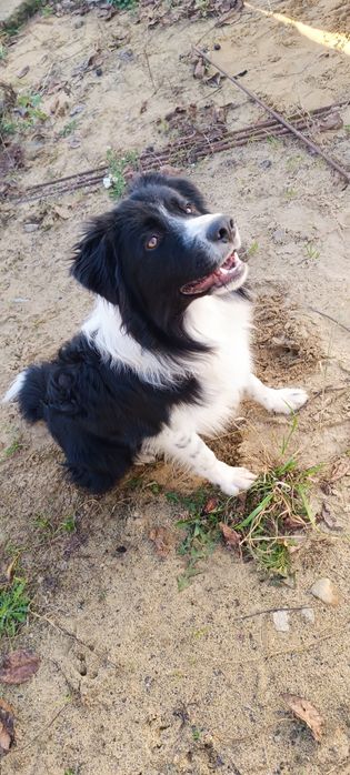 Oddam Border collie rezerwacja