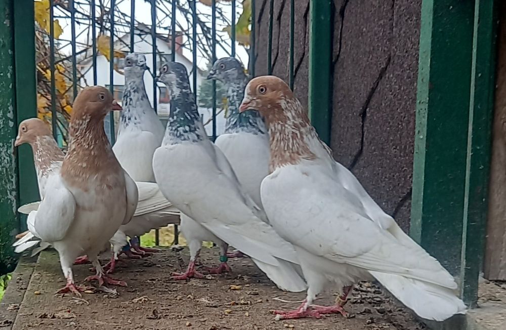 Gołębie budapeszty samce,samice