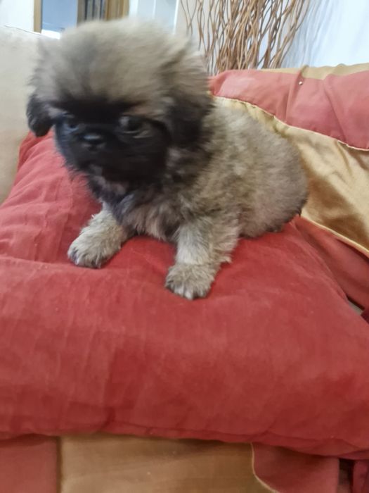 Pequenois vacinado e desparesitado