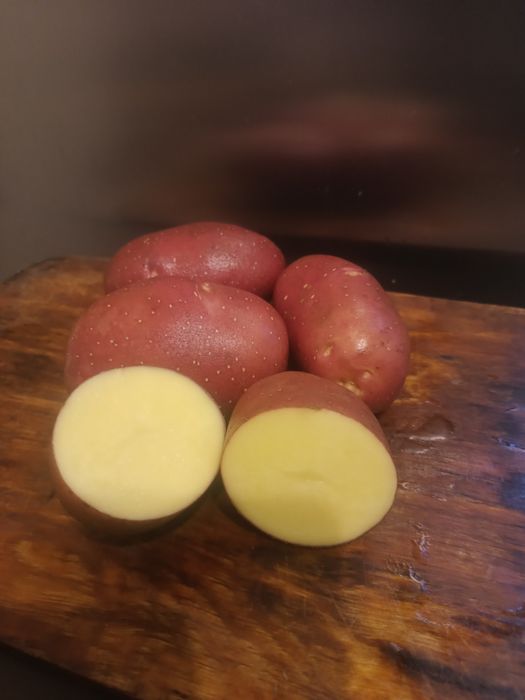 Ziemniaki Ekologiczne Redsonia 1 zł za KG