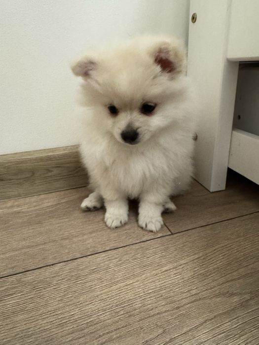 Pomeranin & Maltipom