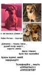 !!! Загубилася собака !!!