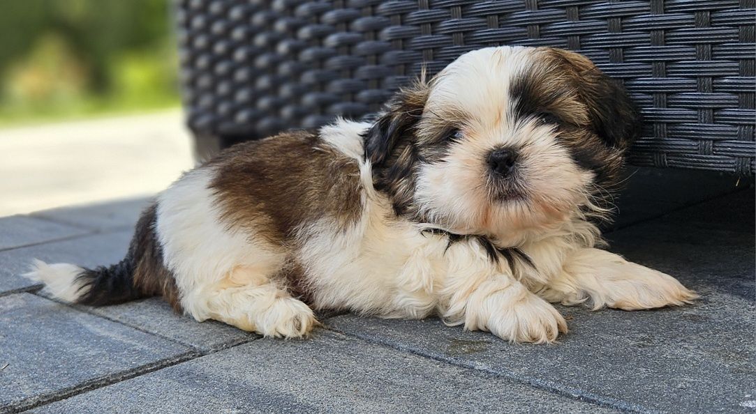 Shih tzu TRI color