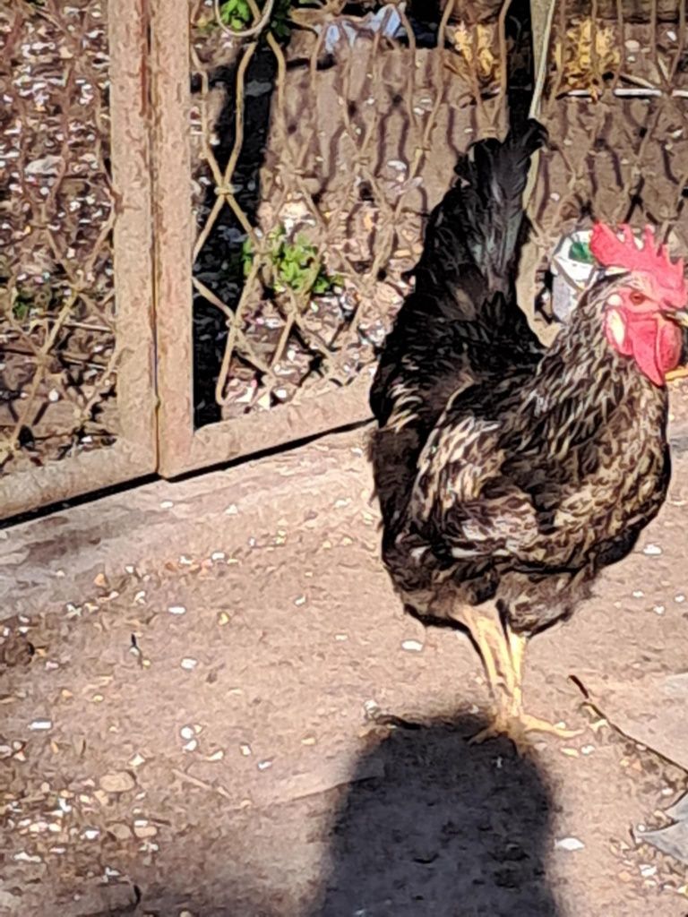 Koguty młode Araukan/Leghorn/Rosa