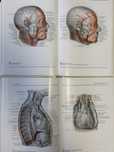 Atlas anatomii człowieka tomy 1-3 BERTOLINI, LEUTERT
