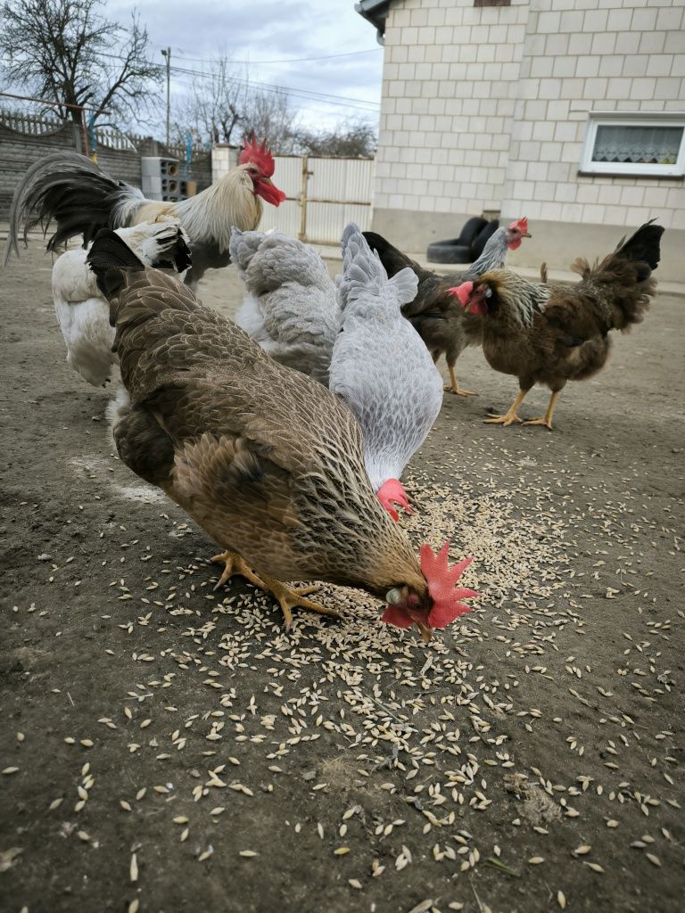 Kury, Jaja lęgowe, Włoszki, Brahma olbrzmia, gołoszyjka, jajka.