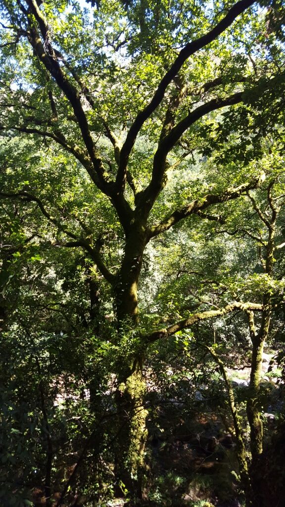 Terreno urbanizável, agrícola e florestal em Monção