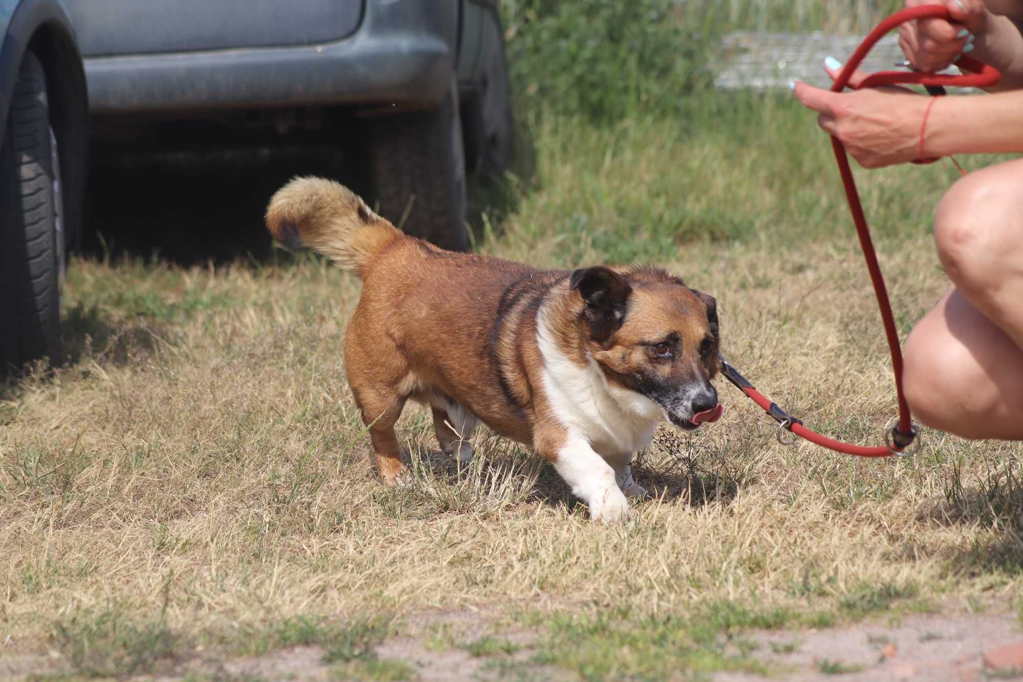 Bolo - delikatny psiak do adopcji - szuka domu