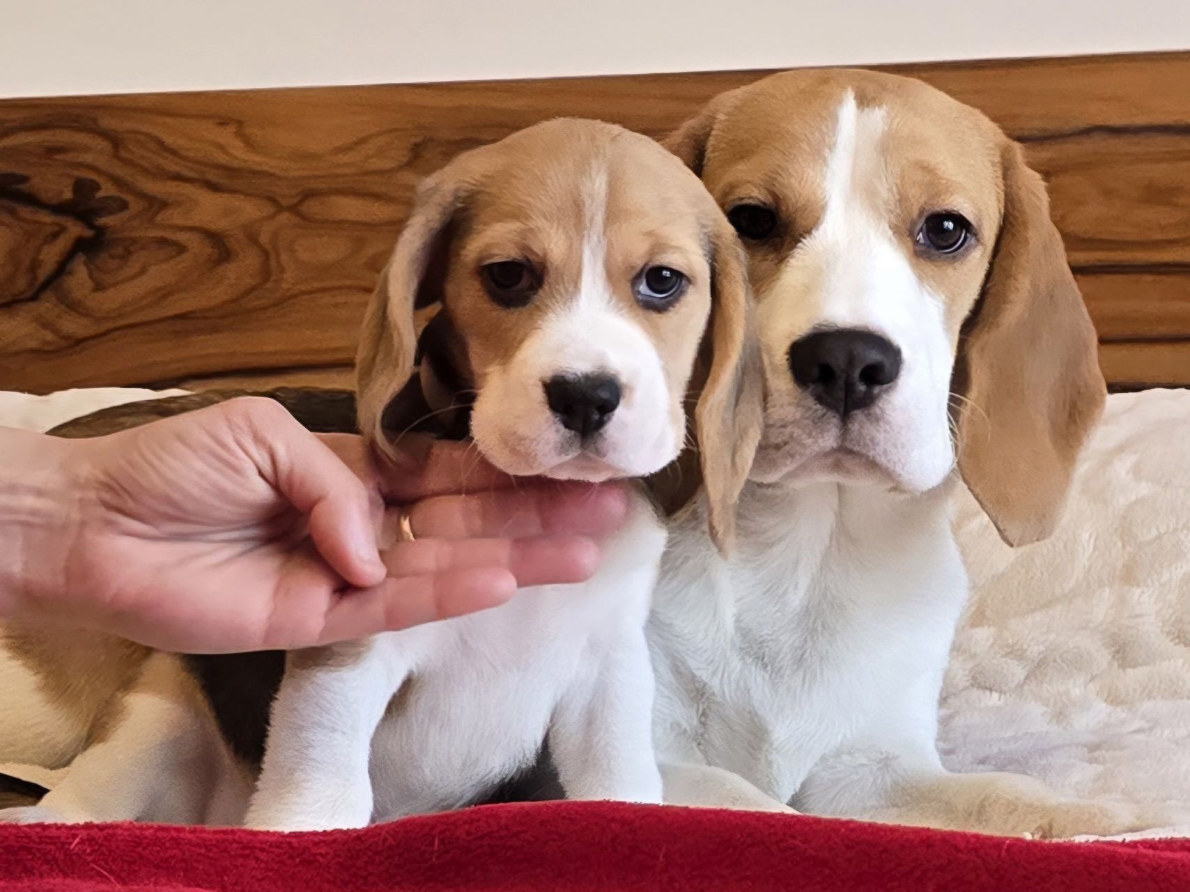 Piesek Beagle ZkwP - FCI   PO  Grand Championach ,Profil DNA*