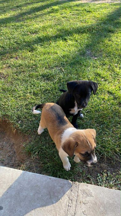 Oddam szczeniaki w dobre ręce