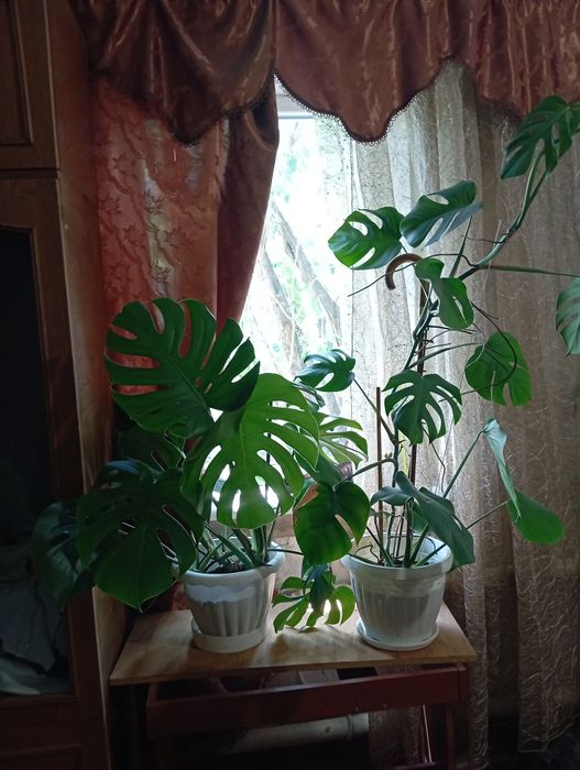Продам комнатний цветок високий (монстера))