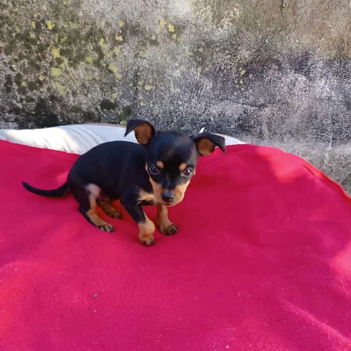 Pinscher super miniatura