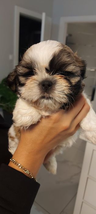 Osratnia suczka shih tzu