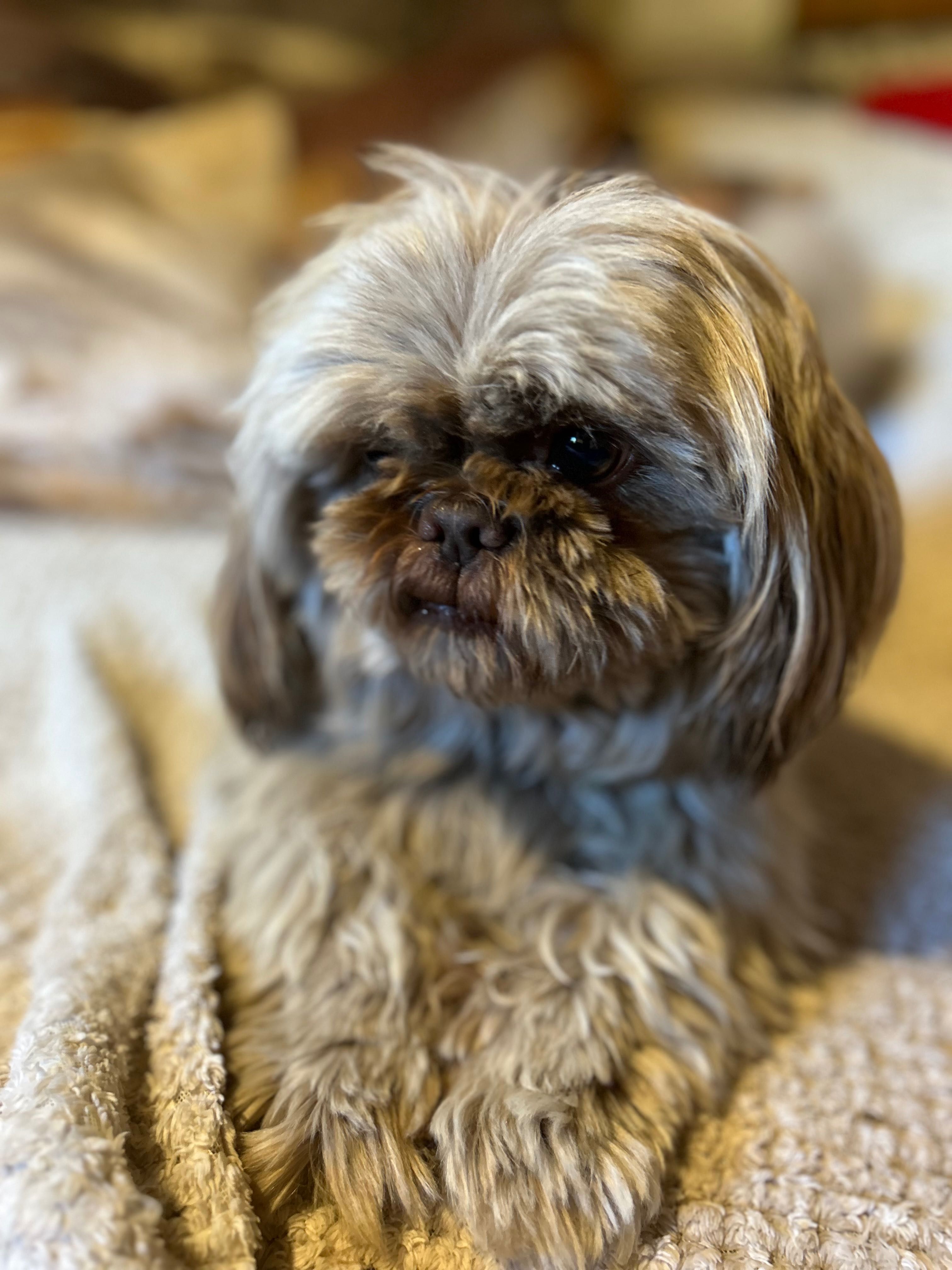 Piesek 6 lat Shih Tzu