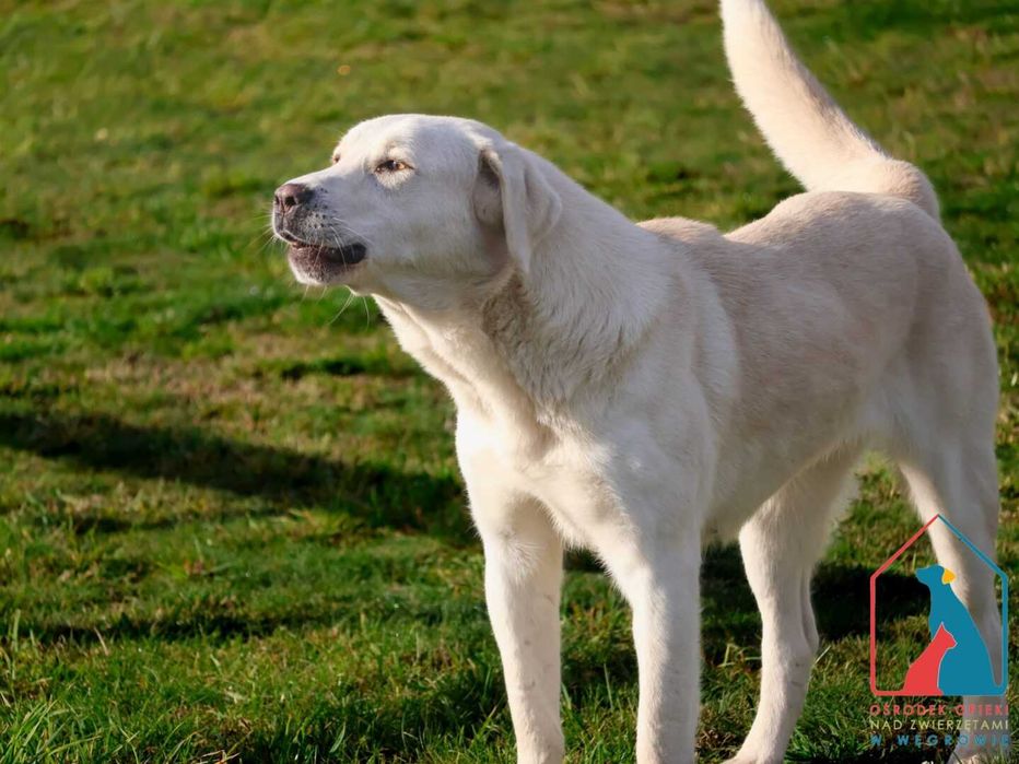 Sunia Junga szuka domu!