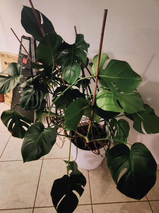Duży kwiat doniczkowy Monstera