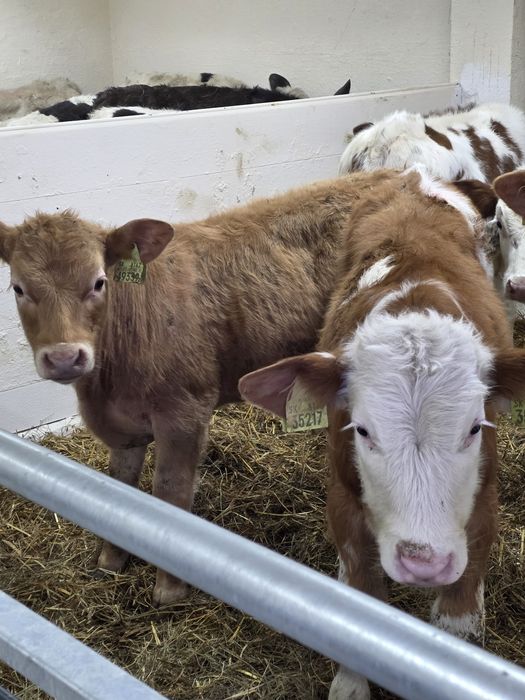 Byczki 8 sztuk simentale 120 kg