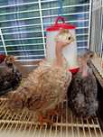Galinha cocôs pescoço pelados aves animais