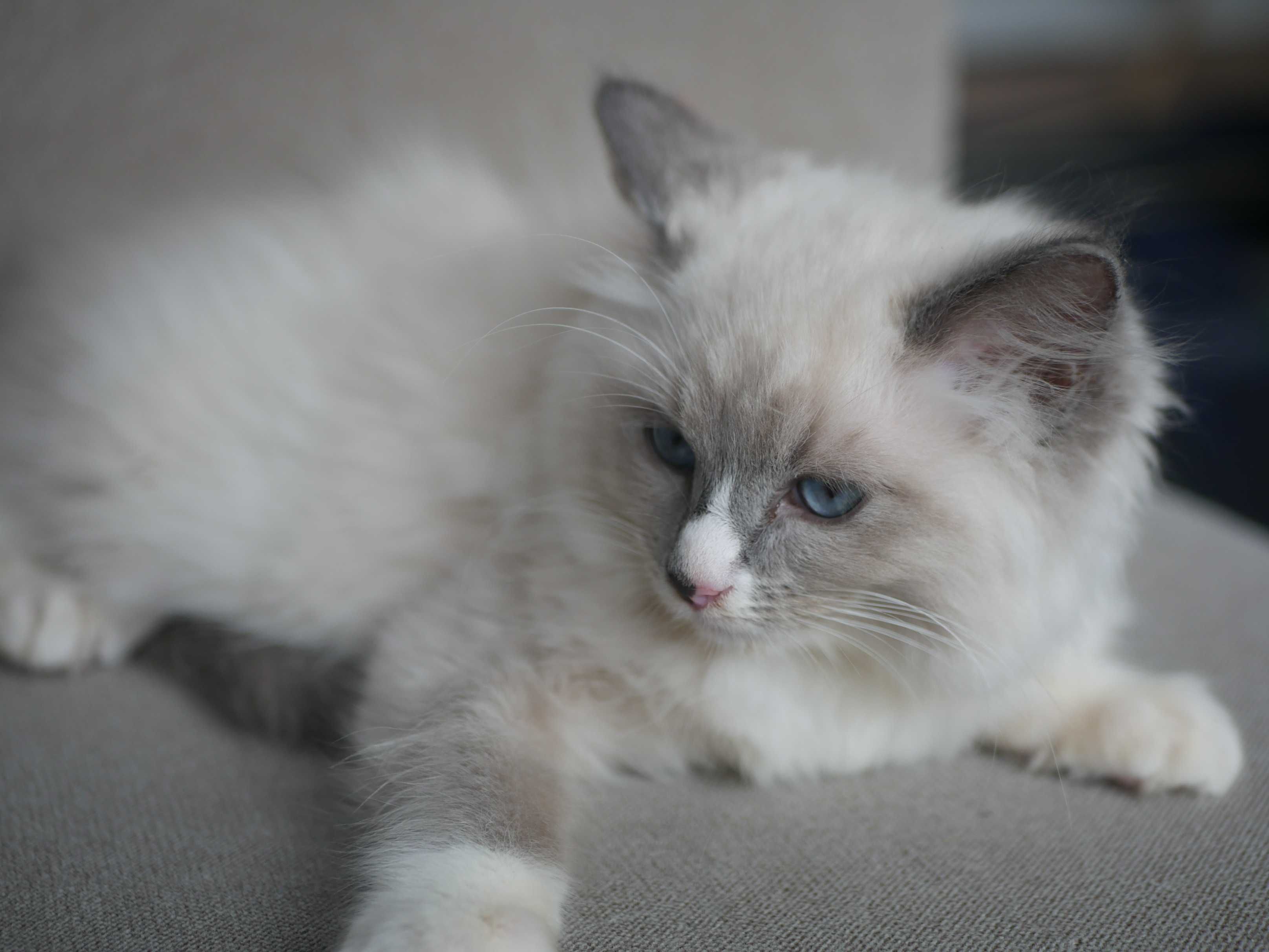 Ragdoll kocurek, rasowy , rodowodowy FPL FIFE