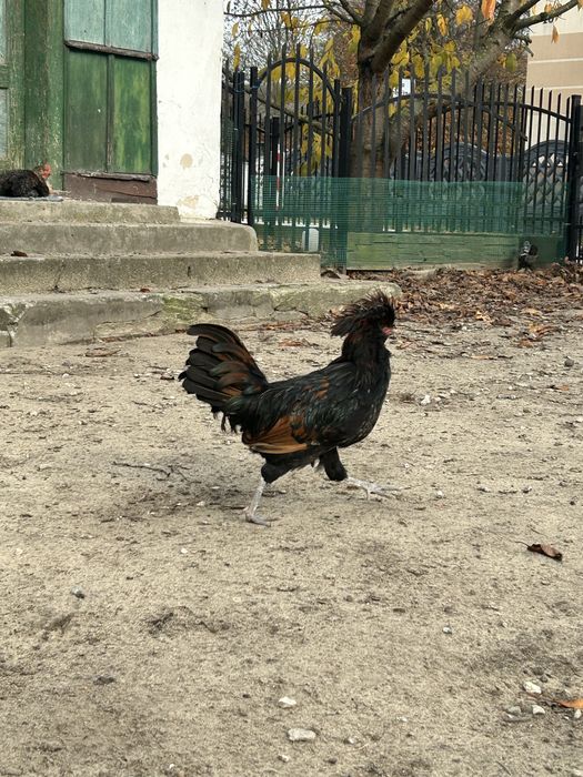 Młode koguty czubatki duże