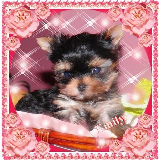 York,Yorkshire Terrier!Elitarne MINI MICRO CUDEŃKA dla VIP-ów XXXS!