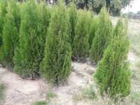 Thuja Smaragd 100,120,140,150,160 cm! Tuja Szmaragd! Tuje! Dowóz!