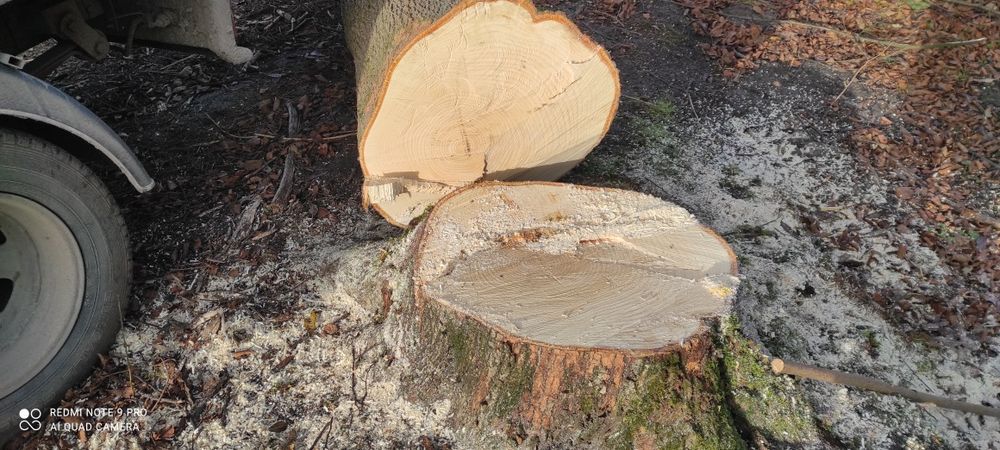 Sprzedam ładną Lipę