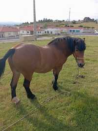 Cavalo castanho muito meigo