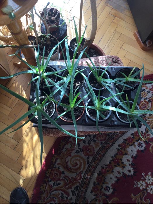 Kwiat aloesu za 7 zł.