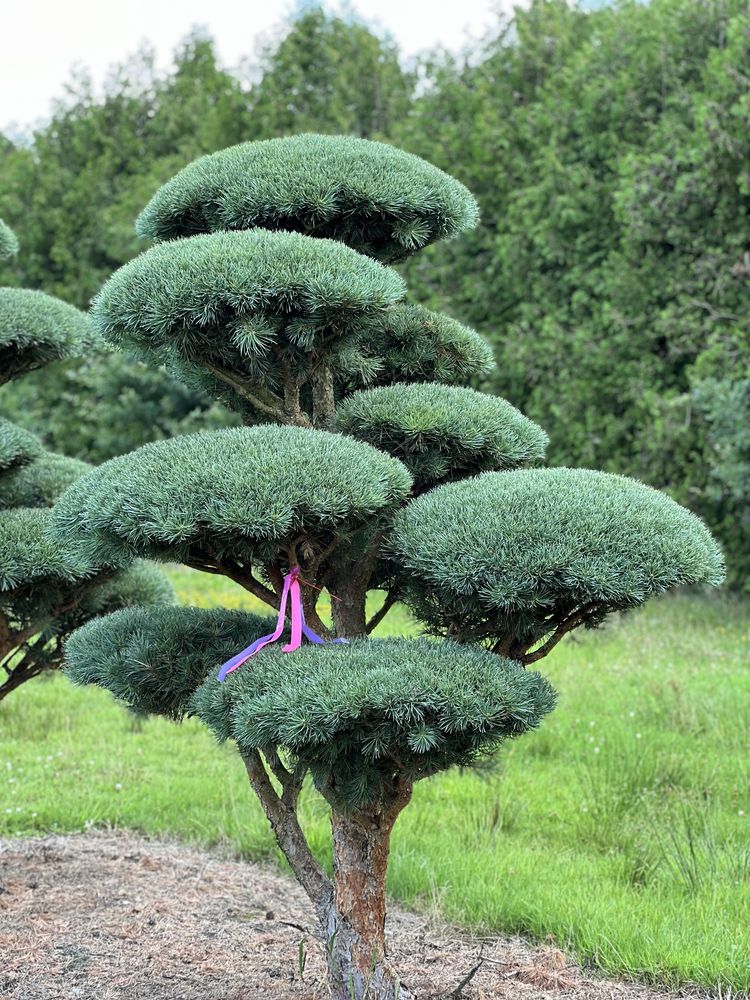 Bonsai niwaki duże drzewa sosna pinus Bonsai Park
