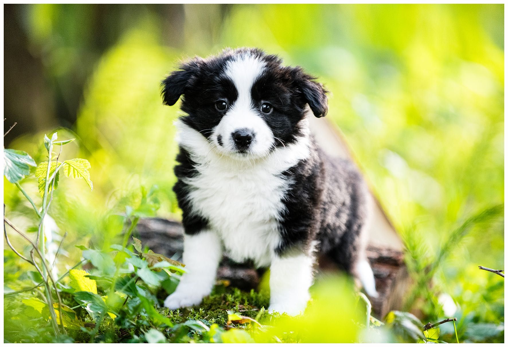 Border Collie FCI ZKwP