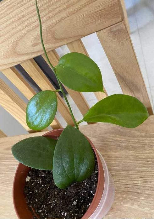 hoya aldrichii christmas Island, roślina ze zdjęcia