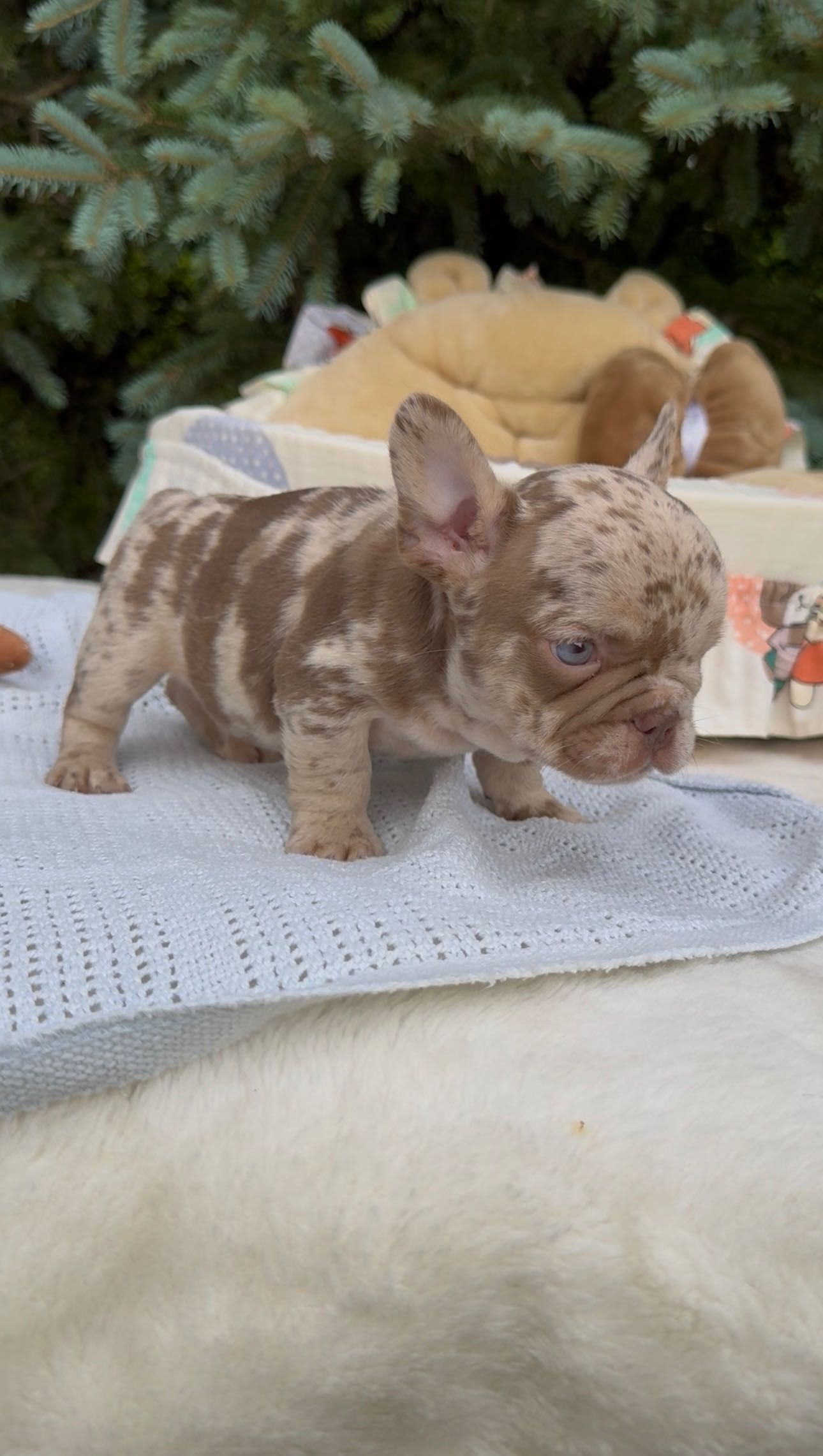 Buldog Francuski chłopak Isabella
