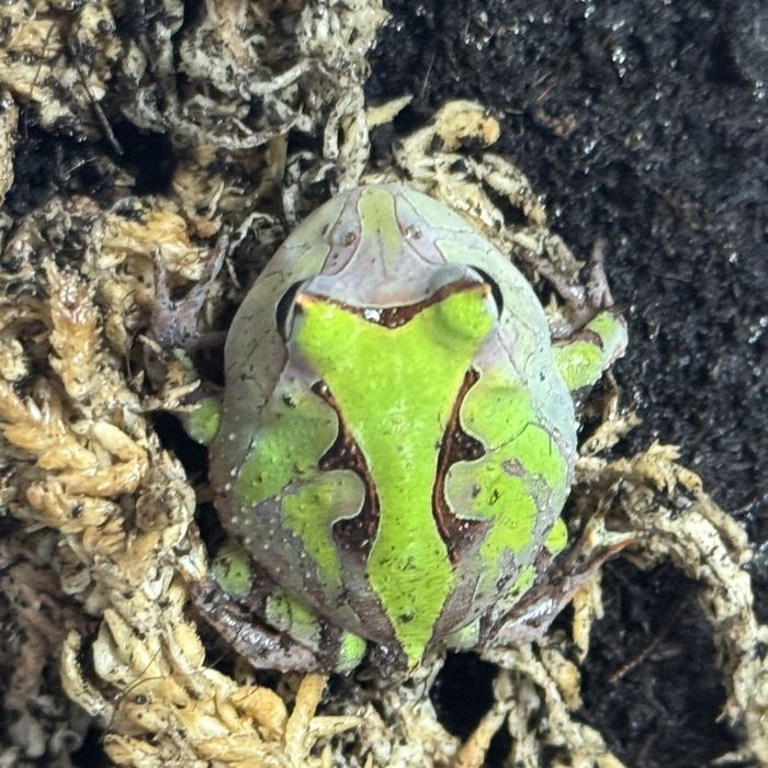 Żaba rogata - maluch - Ceratophrys cornuta - rogatka itania