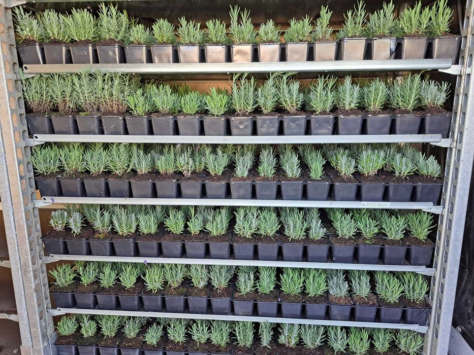 Lawenda Sadzonki Hidcote Blue Strain P9