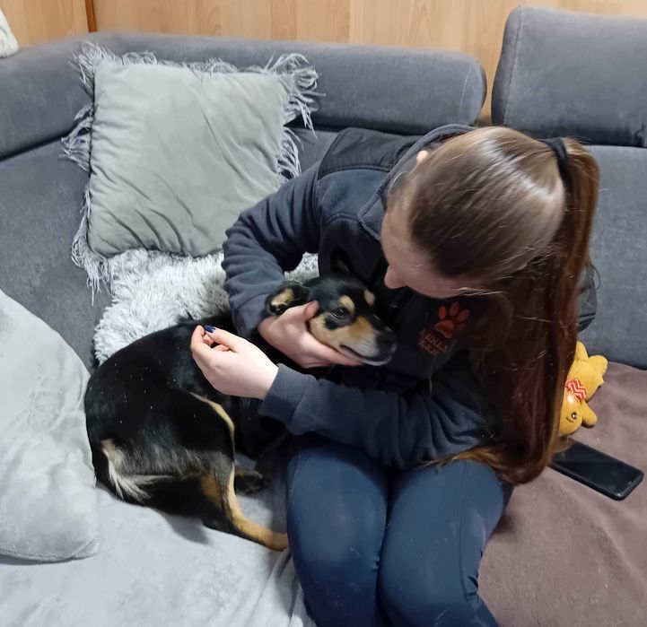 IVA - 11kg, 2 latka, łagodna, lubi koty, cudowna {FILMIKI}