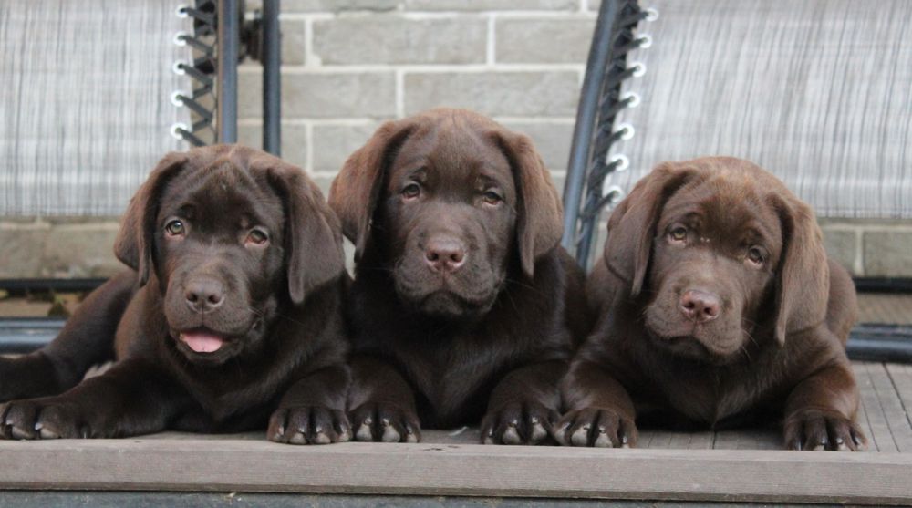 Цуценята лабрадора!