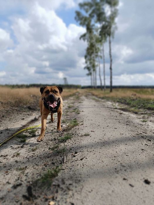 Pitbull szuka domu. Adoocja. Pies bez domu.