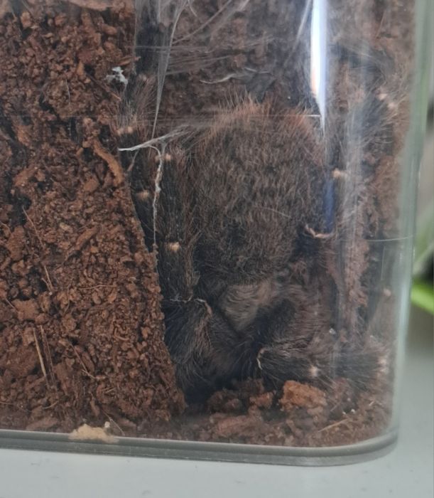 Ptasznik olbrzymi i inne