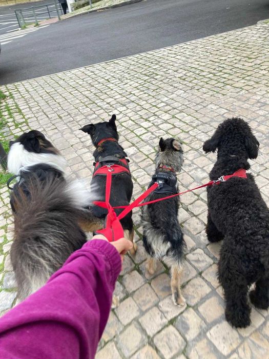 Pet Sitter / Dog Walker - Cuidadora de cães