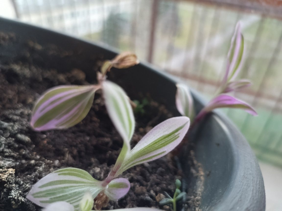 Trzykrotka nanouk doniczka Tradescantia
