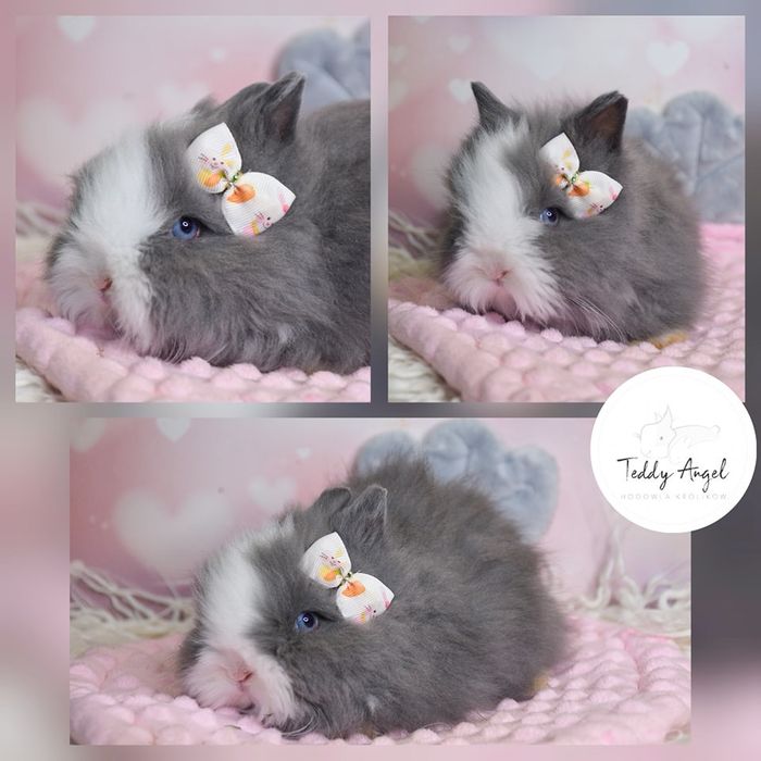 Królik Niebieski /Karzełek Teddy Mini Lop/Hodowla zarejestrowana