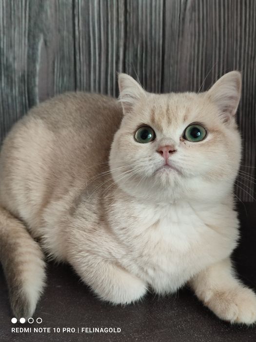 Британський котик ау 12