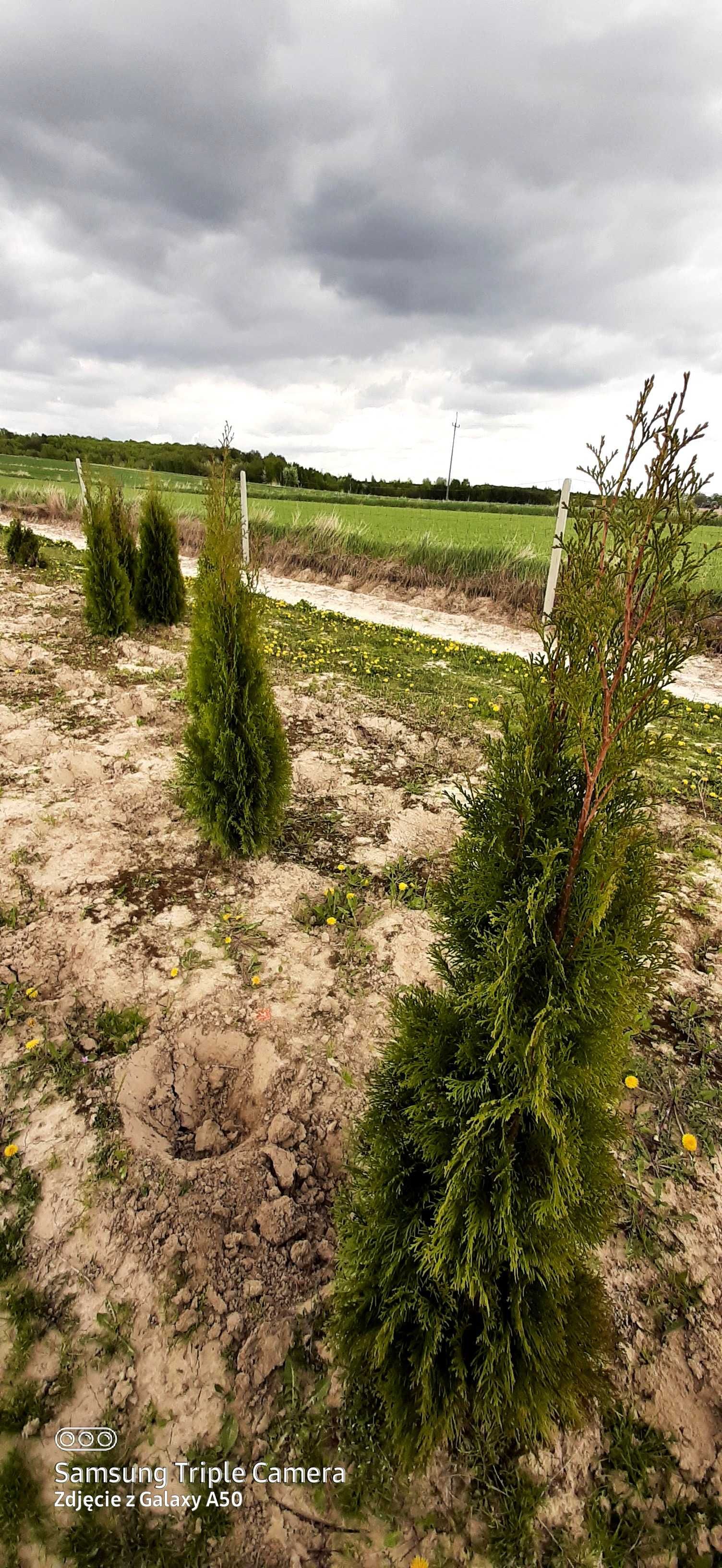 Tuje szmaragd promocja 100-150cm 10zł