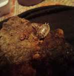 Izopody prosionki Dairy cow Porcellio laevis