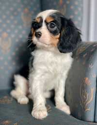 Cavalier King Charles Spaniel sunia