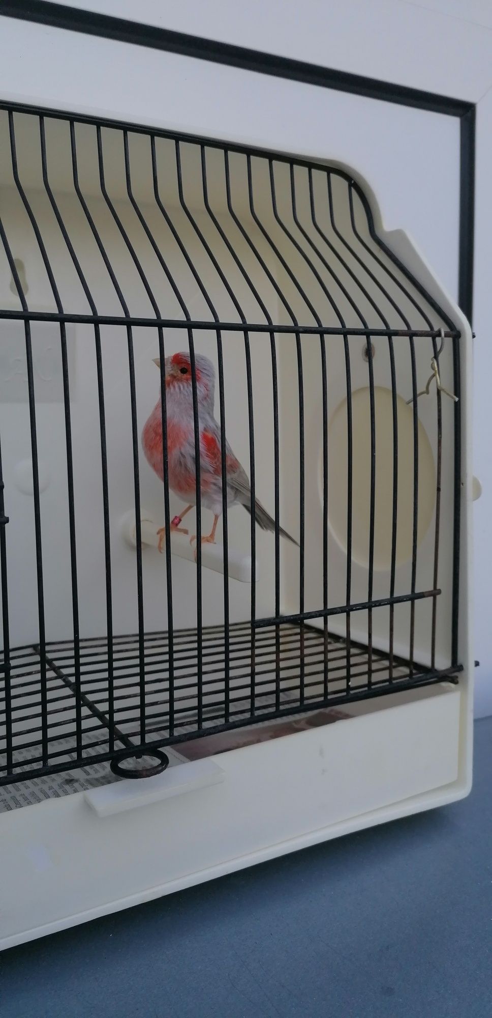 Canário Ágata Opala
