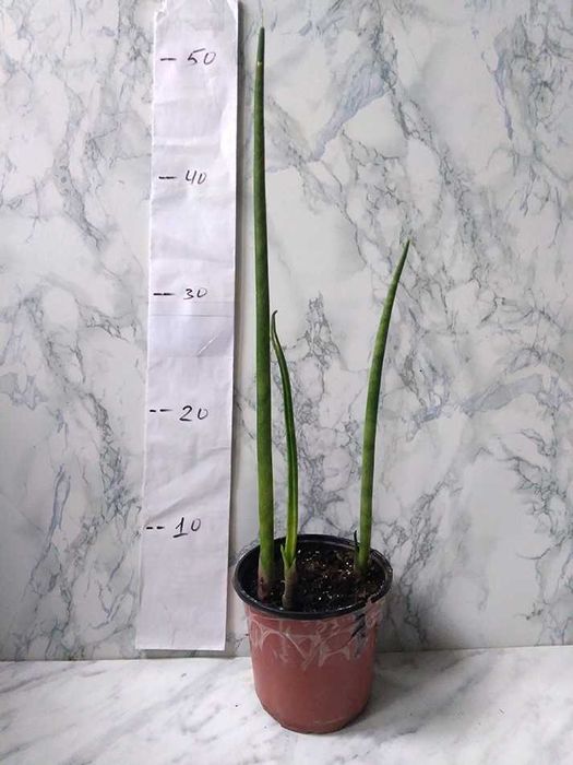 Продам Сансев’єрія сорт Бакуларіс / Sansevieria Bacularis