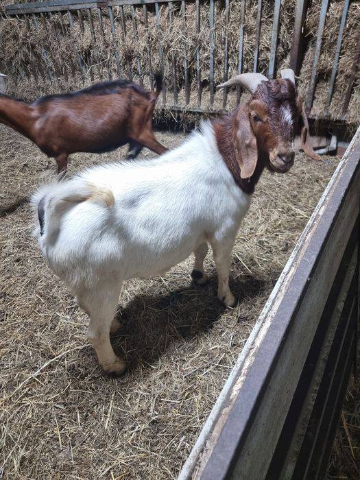 Vendo cabrito Boer